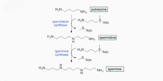 spermidine