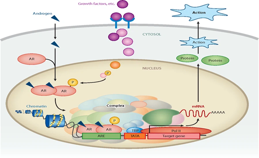 MK2866 powder3 MK2866 powder3