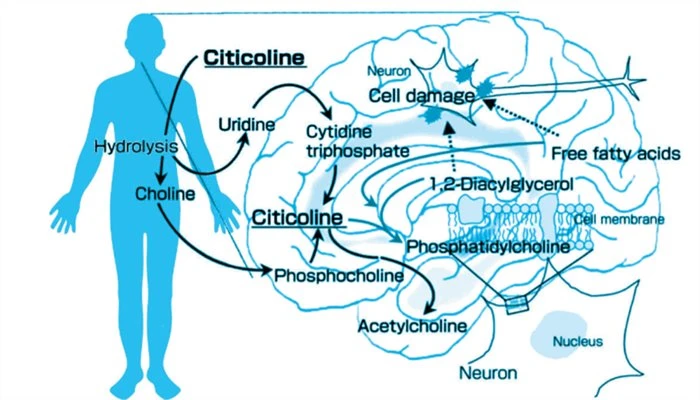 citicoline powder for Nervous System