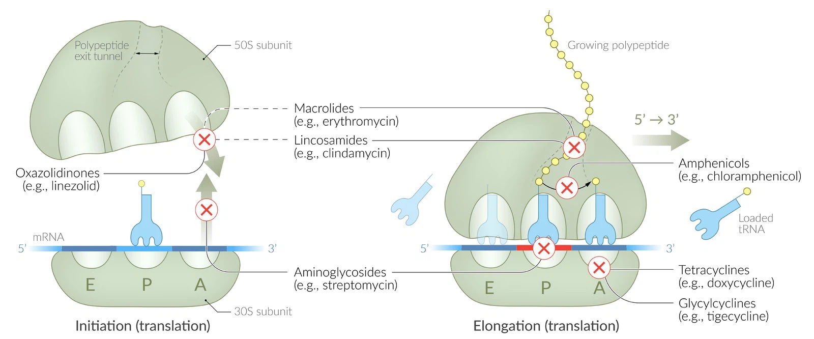 Ticarcillin-clavulanate mechanism of action
