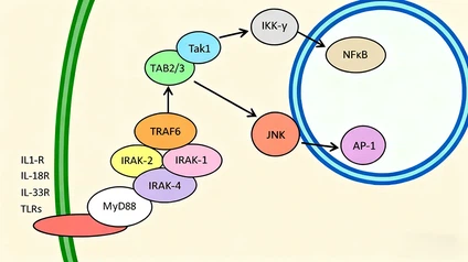 What is the medicinal principle of TB500 peptide What is the medicinal principle of TB500 peptide