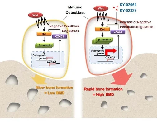 What are the benefits of the PTD-DBM peptide What are the benefits of the PTD-DBM peptide