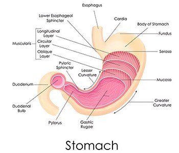 ¿Recaídas de enfermedades gástricas?