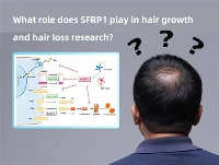¿Qué papel juega SFRP1 en la investigación sobre el crecimiento y la caída de...