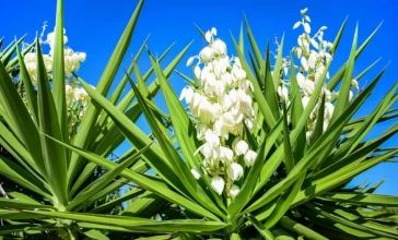 Yucca extract powder