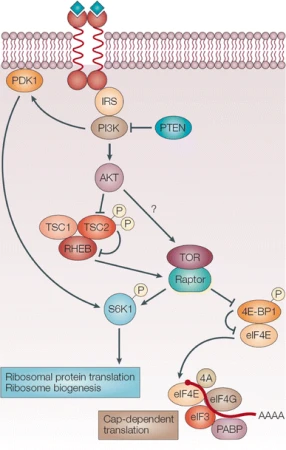 Mechanism Of Action Of Everolimus